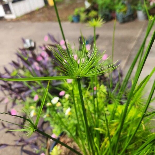 Cyperus haspan Floro