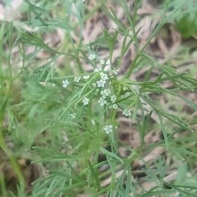 Cyclospermum leptophyllum Flower