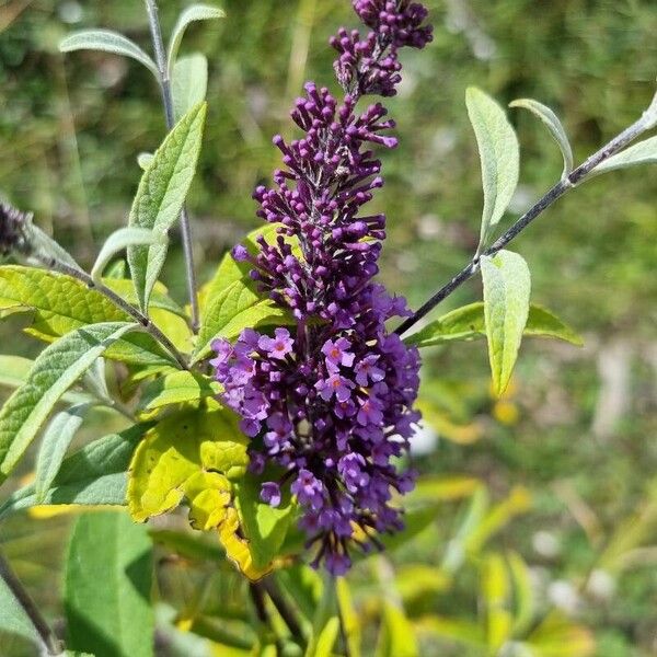 Buddleja japonica Blüte