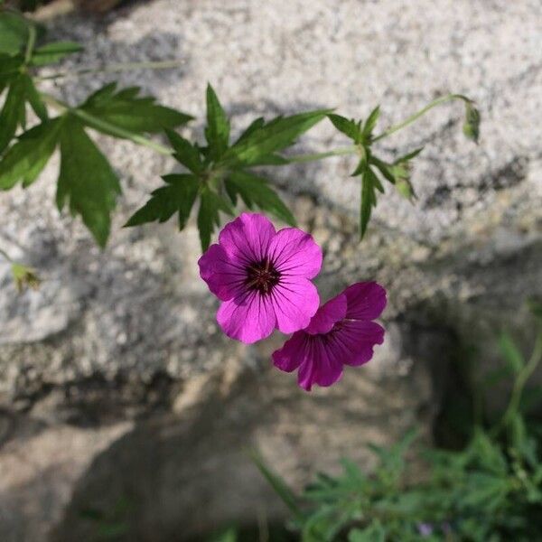 Geranium psilostemon 花