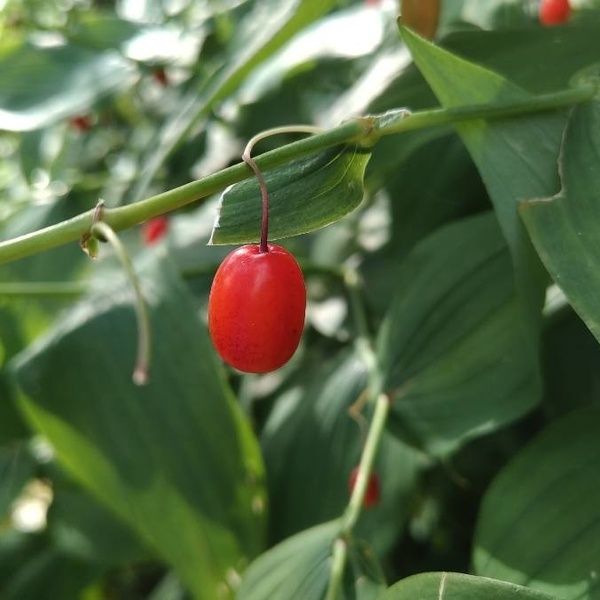 Streptopus amplexifolius Fruit