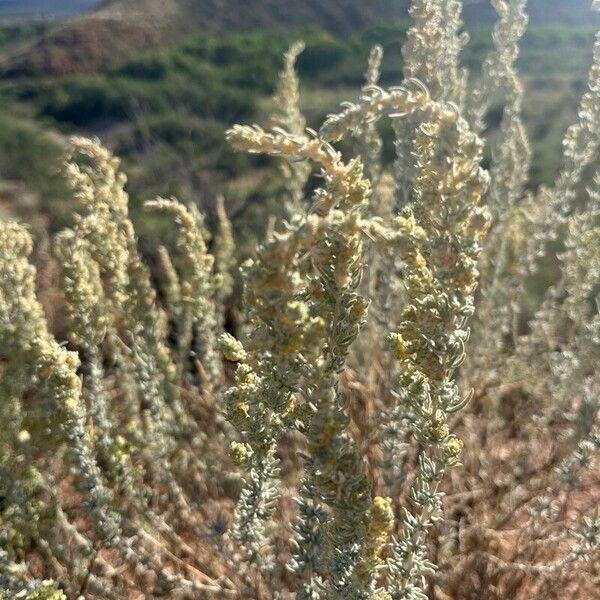 Artemisia frigida برگ