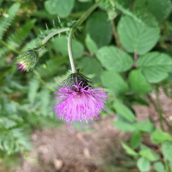 Cirsium filipendulum Flower