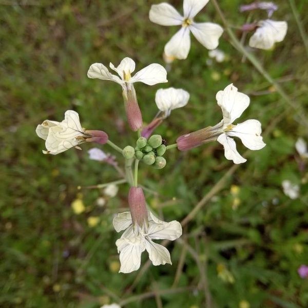 Eruca vesicaria Õis