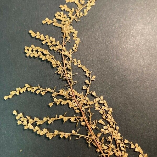 Artemisia scoparia Flower