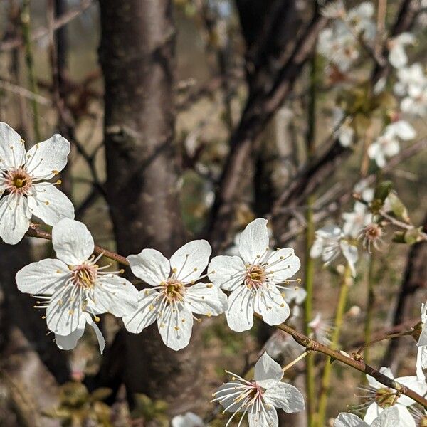 Prunus cerasifera Květ