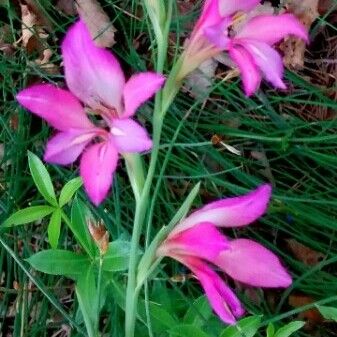 Gladiolus italicus Flor