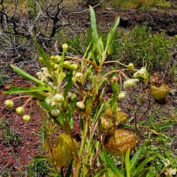 Gomphocarpus physocarpus Cvet