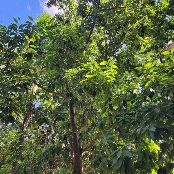 Magnolia champaca 整株植物