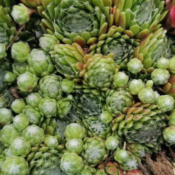 Sempervivum arachnoideum Hoja