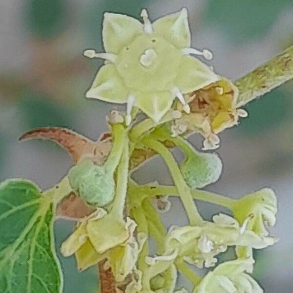 Ziziphus spina-christi Flors