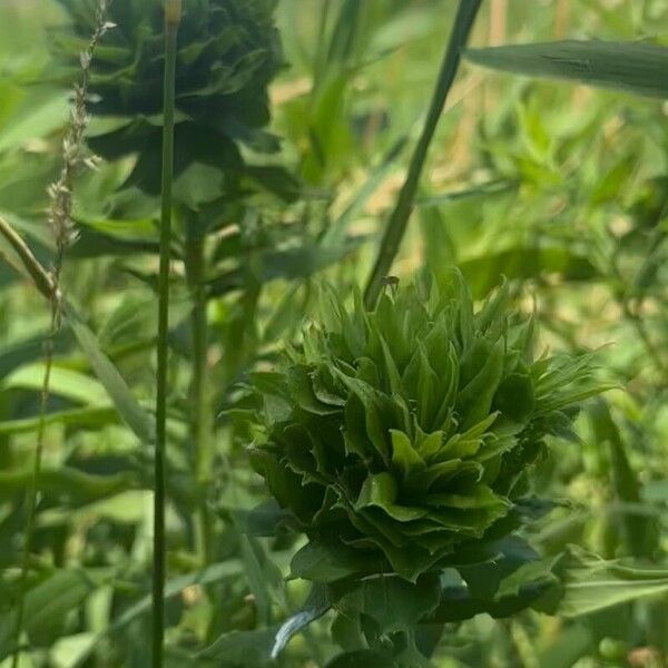 Centaurea macrocephala Blad