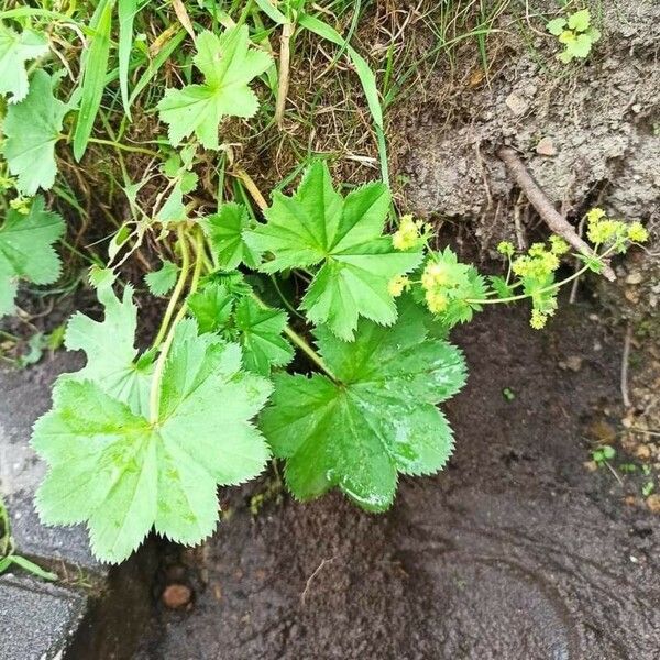 Alchemilla xanthochlora Leaf