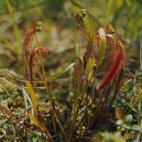 Drosera anglica Folio