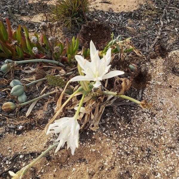 Pancratium maritimum Kvet