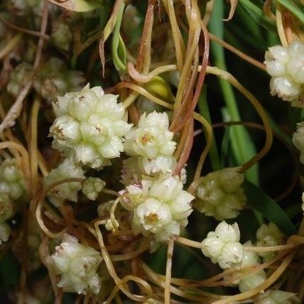 Cuscuta epilinum ফুল