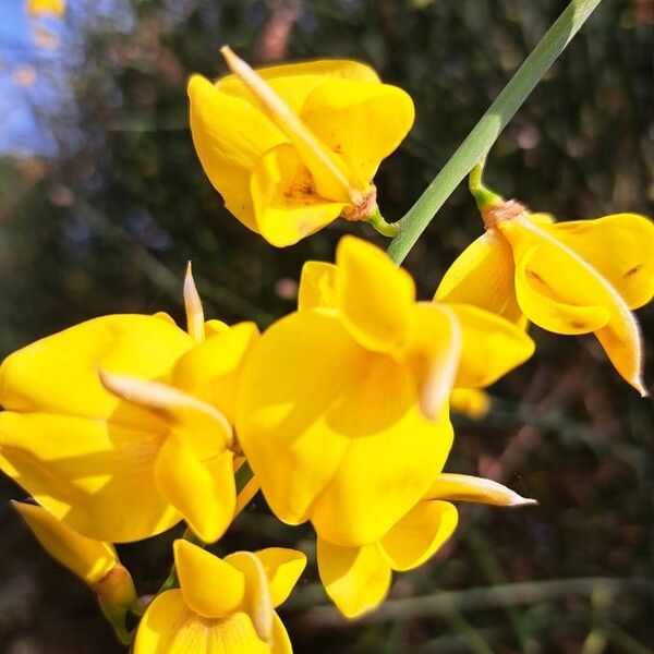 Spartium junceum Flower