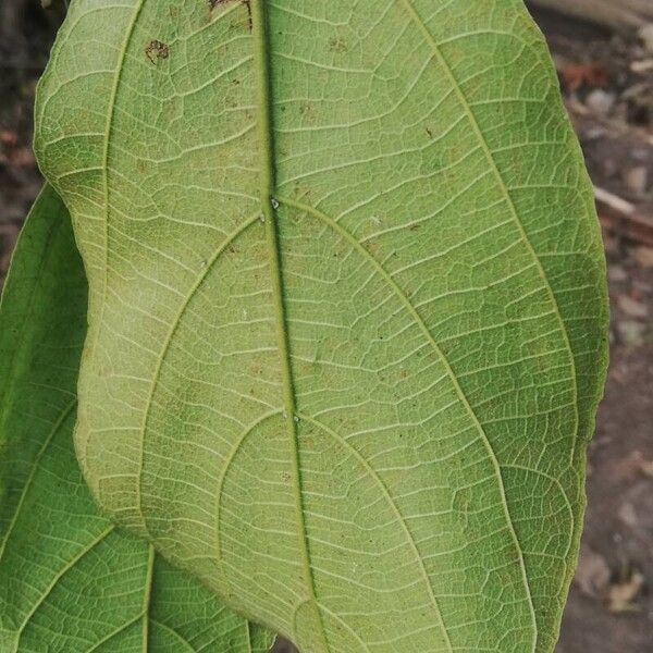 Ficus exasperata Leaf