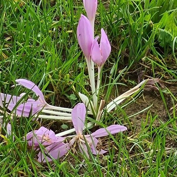 Colchicum multiflorum ফুল