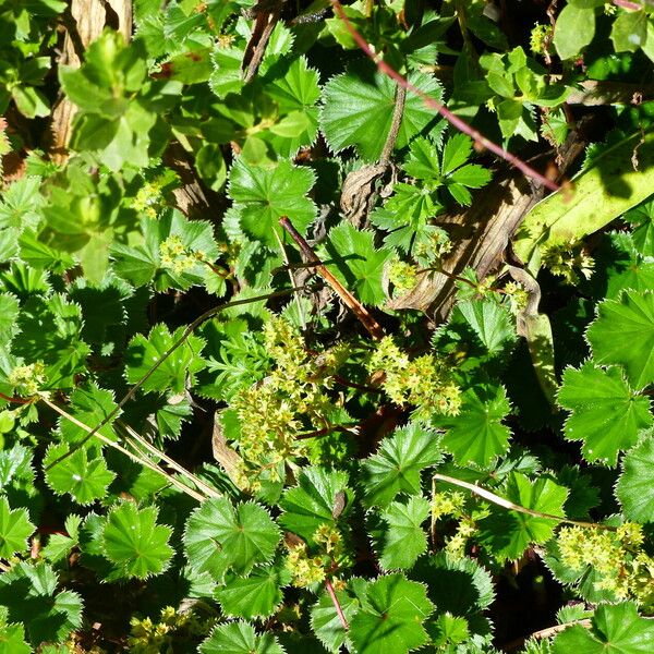 Alchemilla monticola Foglia