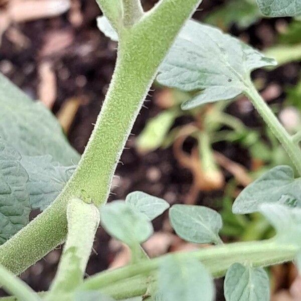 Solanum lycopersicum Ŝelo