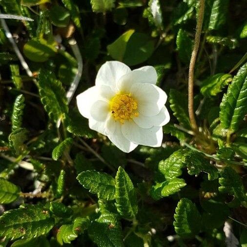 Dryas octopetala Blomma