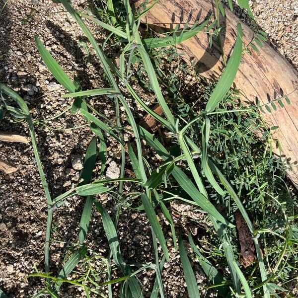 Lathyrus clymenum Blatt