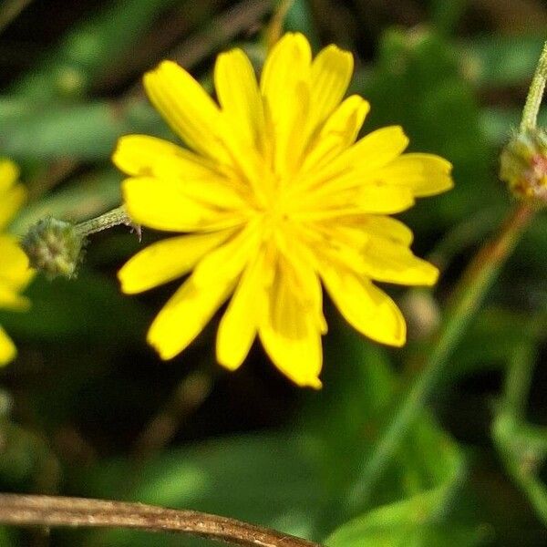 Crepis micrantha Flor