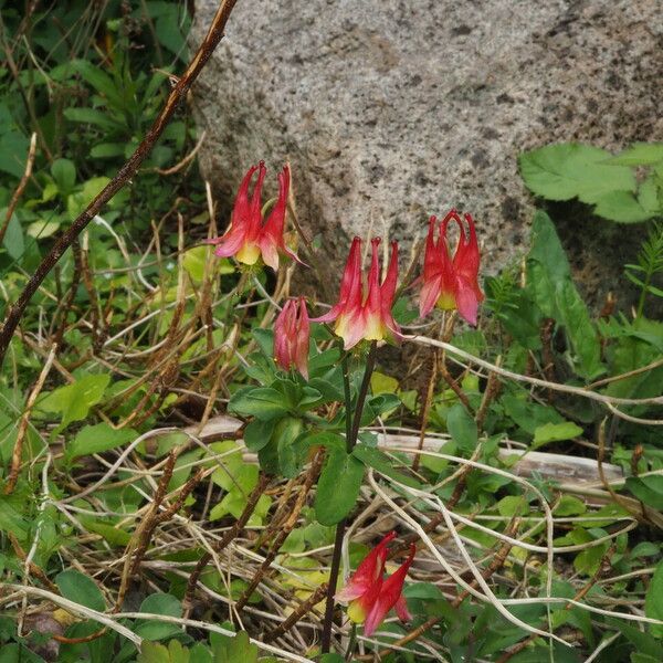 Aquilegia canadensis Habitat