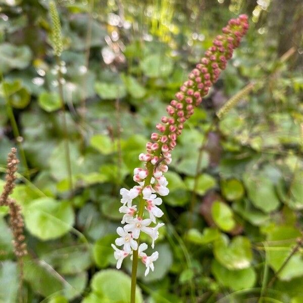 Galax urceolata 花