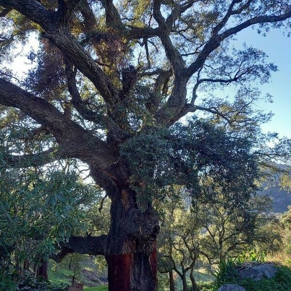 Quercus suber Hábito