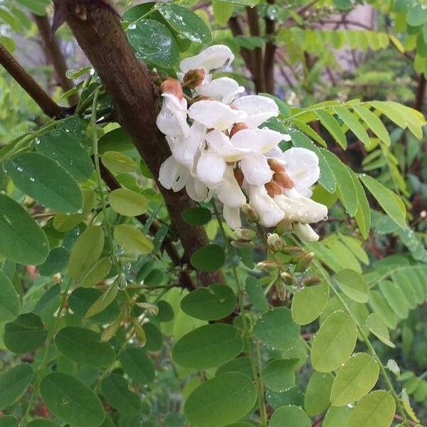 Robinia pseudoacacia Flower