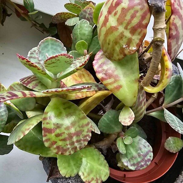 Kalanchoe humilis Blad