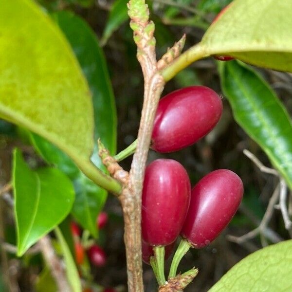 Erythroxylum squamatum Vrucht