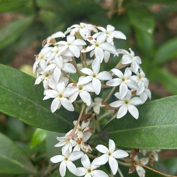 Acokanthera oblongifolia ᱵᱟᱦᱟ