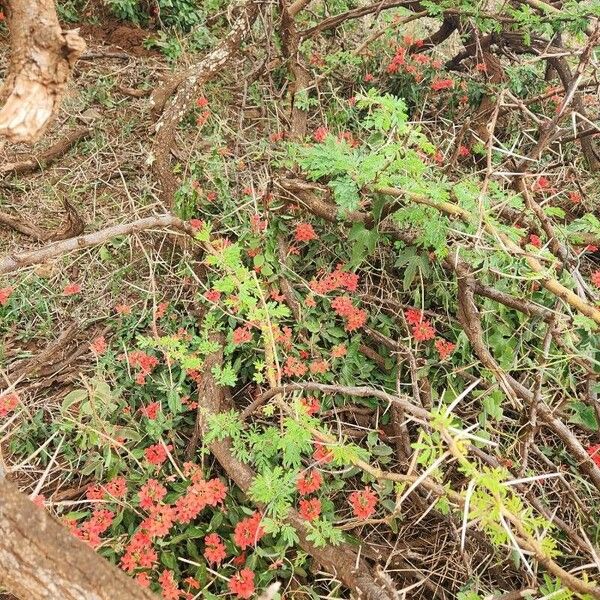 Crossandra massaica Floare