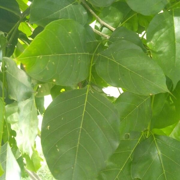 Pongamia pinnata Лист