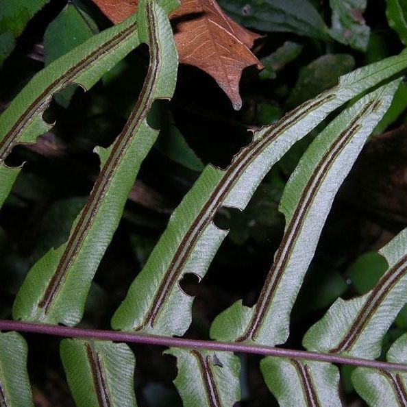 Blechnum occidentale Blad