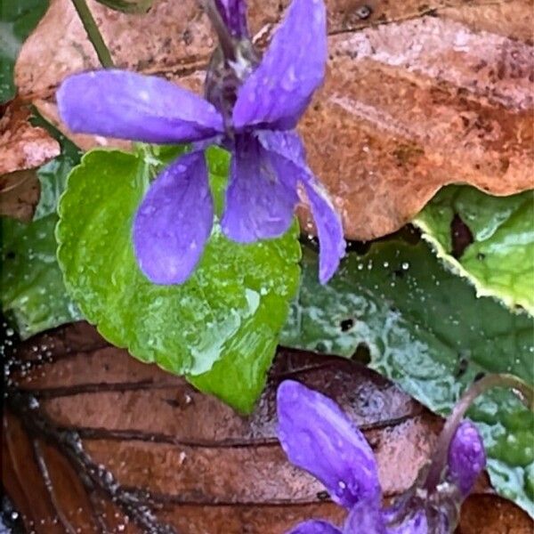 Viola reichenbachiana Flower