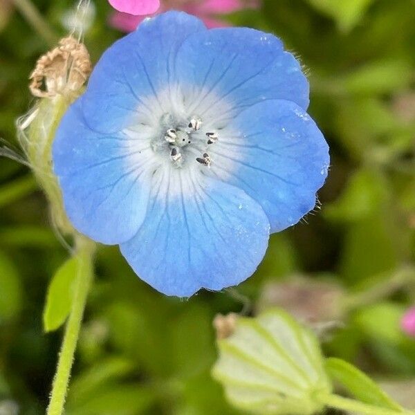 Nemophila menziesii ফুল