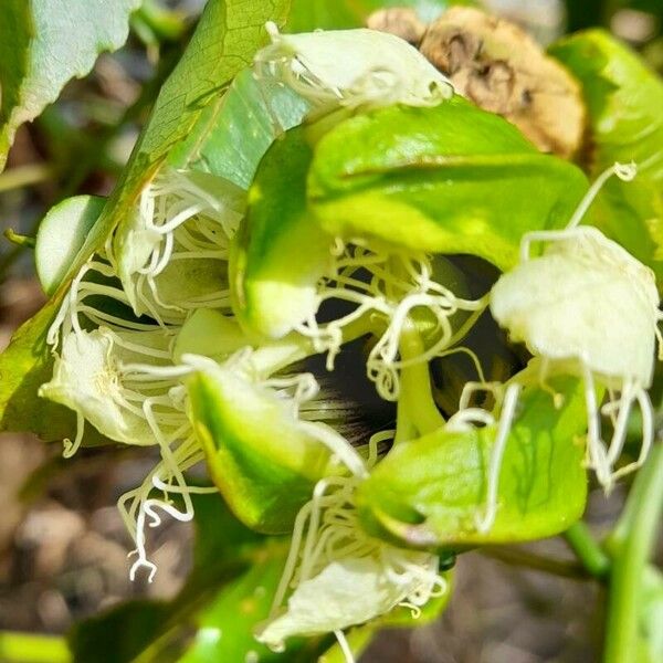 Passiflora edulis Bloem