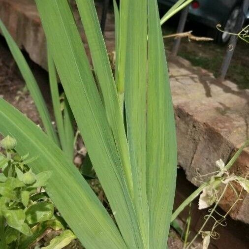 Gladiolus dalenii Leaf