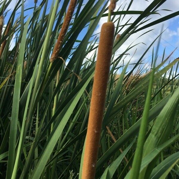 Typha domingensis Virág