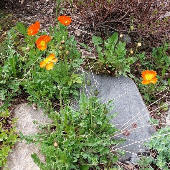 Papaver atlanticum Bloem