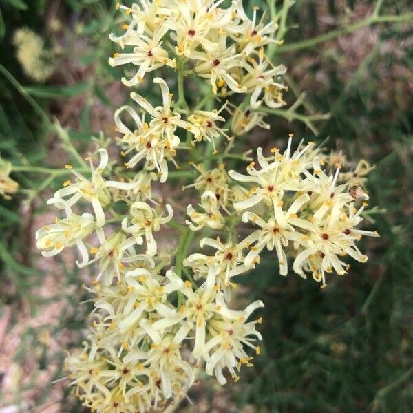 Moringa drouhardii Blüte