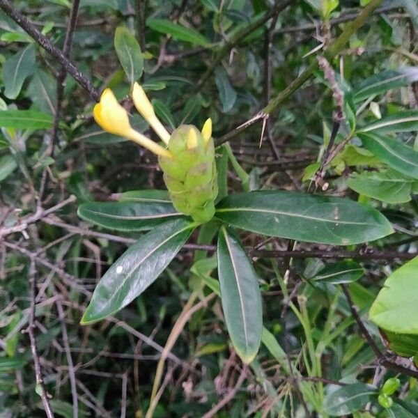 Barleria lupulina Flower