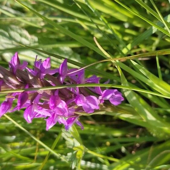 Dactylorhiza majalis Virág