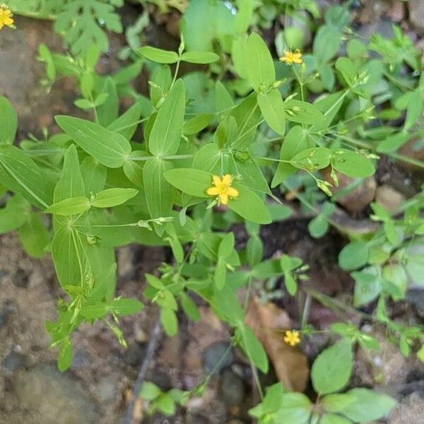 Hypericum mutilum 花
