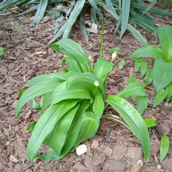 Allium ursinum Leaf