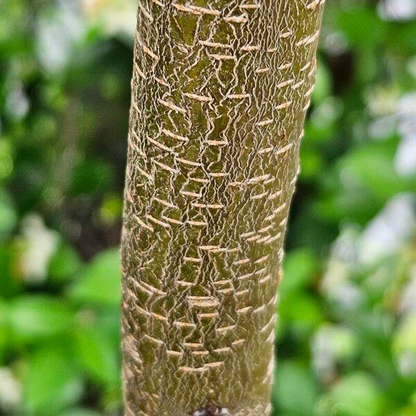 Prunus serotina Bark